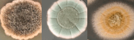 moldbanner